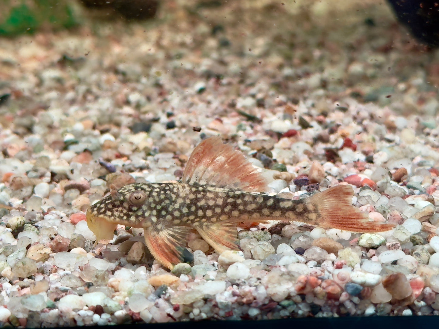 L14 Sonnenwels Scobinancistrus aureatus 5- 6 cm