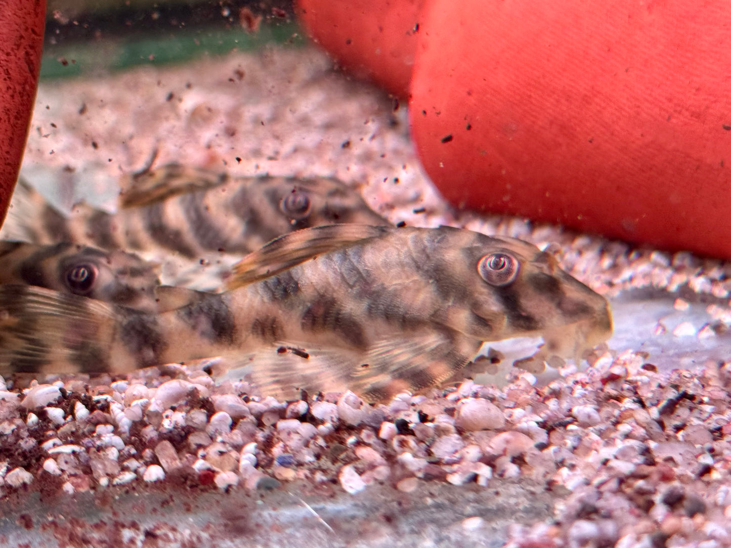 L15 Gestreifter Zwergschilderwels Peckoltia vittata