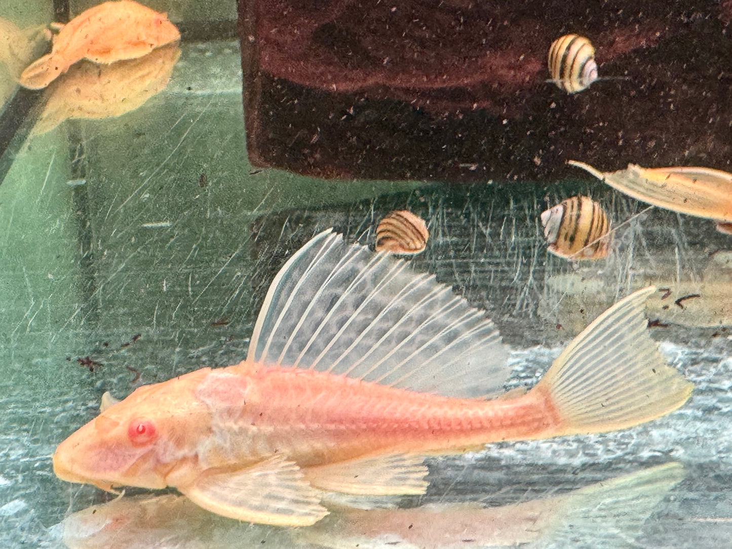 L165 Wabenschilderwels Albino Glyptoperichthys gibbiceps 10-12cm