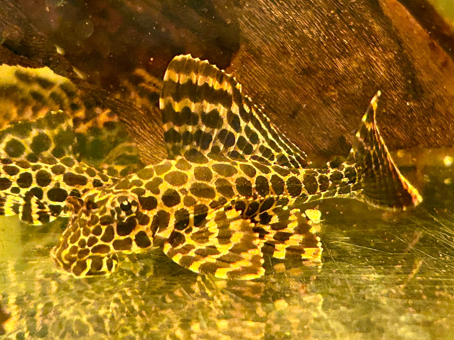 L165 Wabenschilderwels Glyptoperichthys Gibbiceps