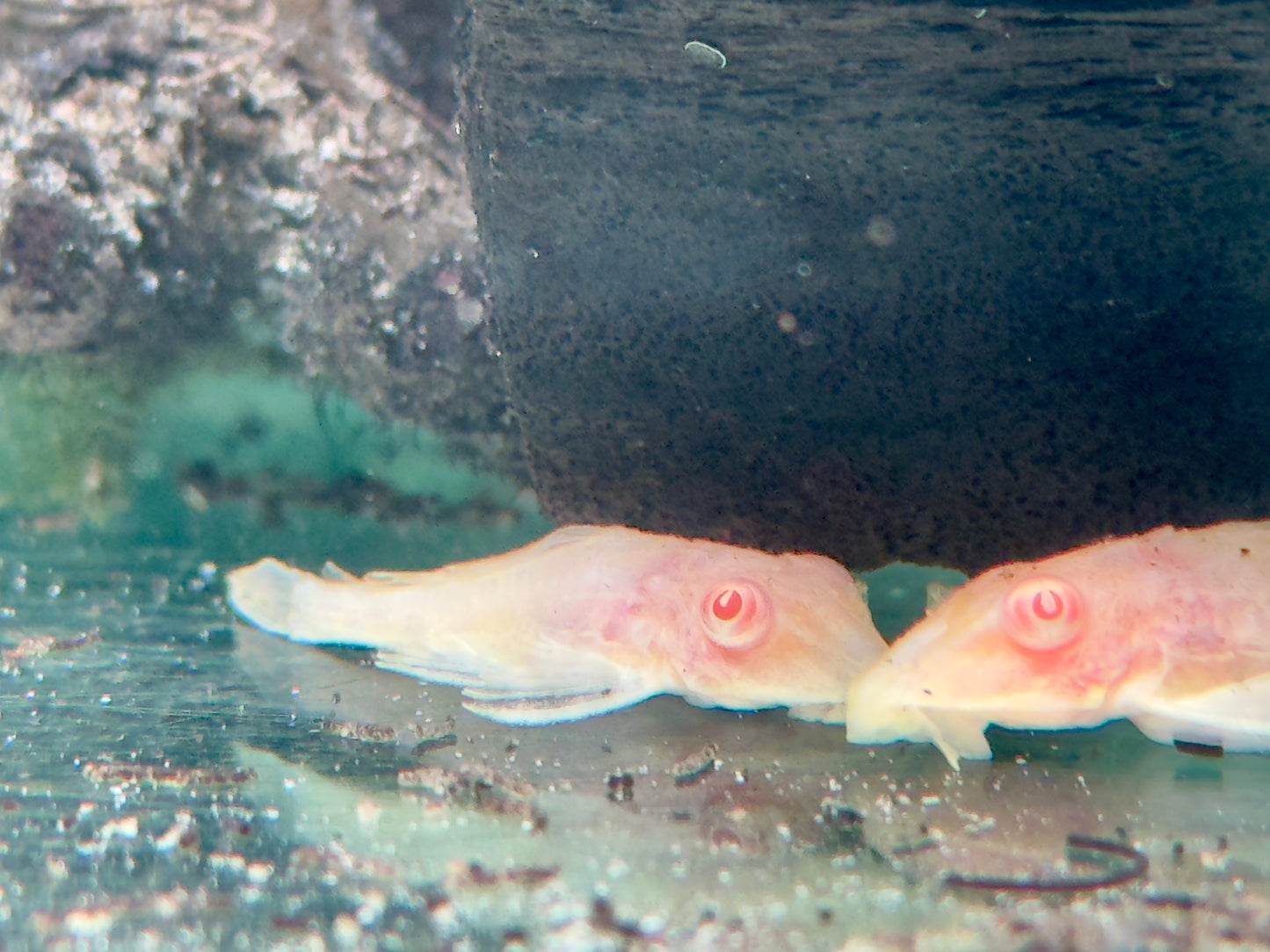 L165 Wabenschilderwels albino Glyptoperichthys gibbiceps 5-6cm