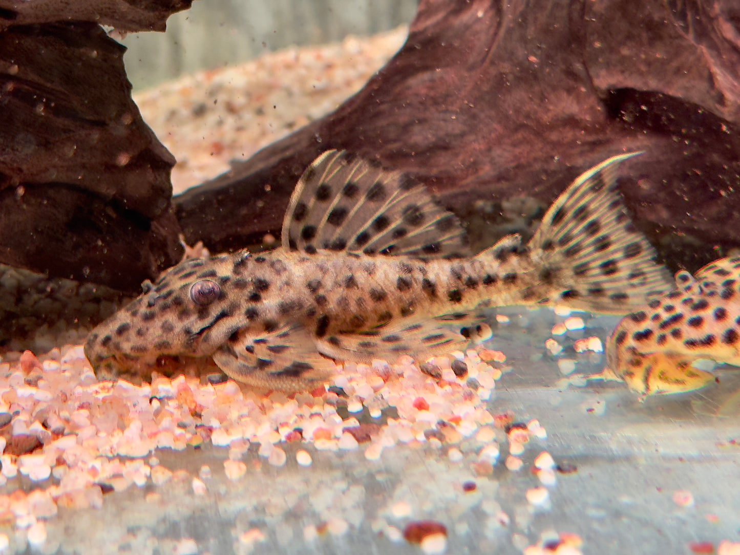 L172b Leopard Rüsselzahnwels Leporacanthicus heterodon