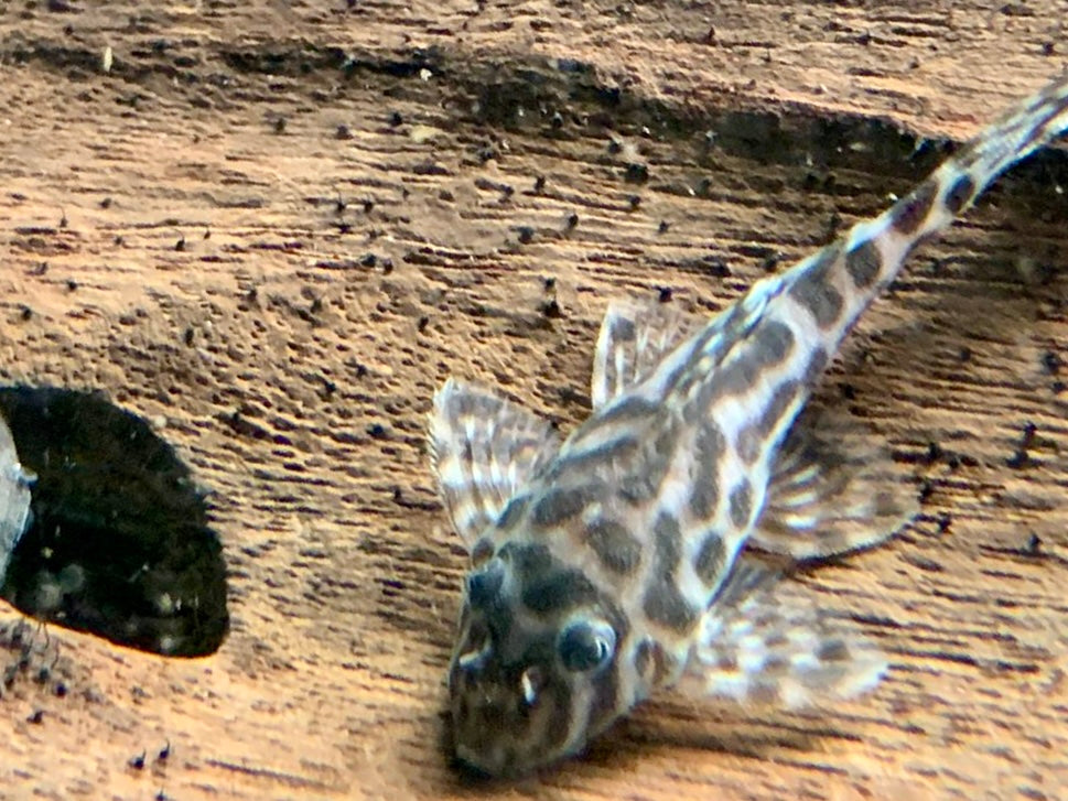 L174 Ozelot Harnischwels Hypancistrus spec.