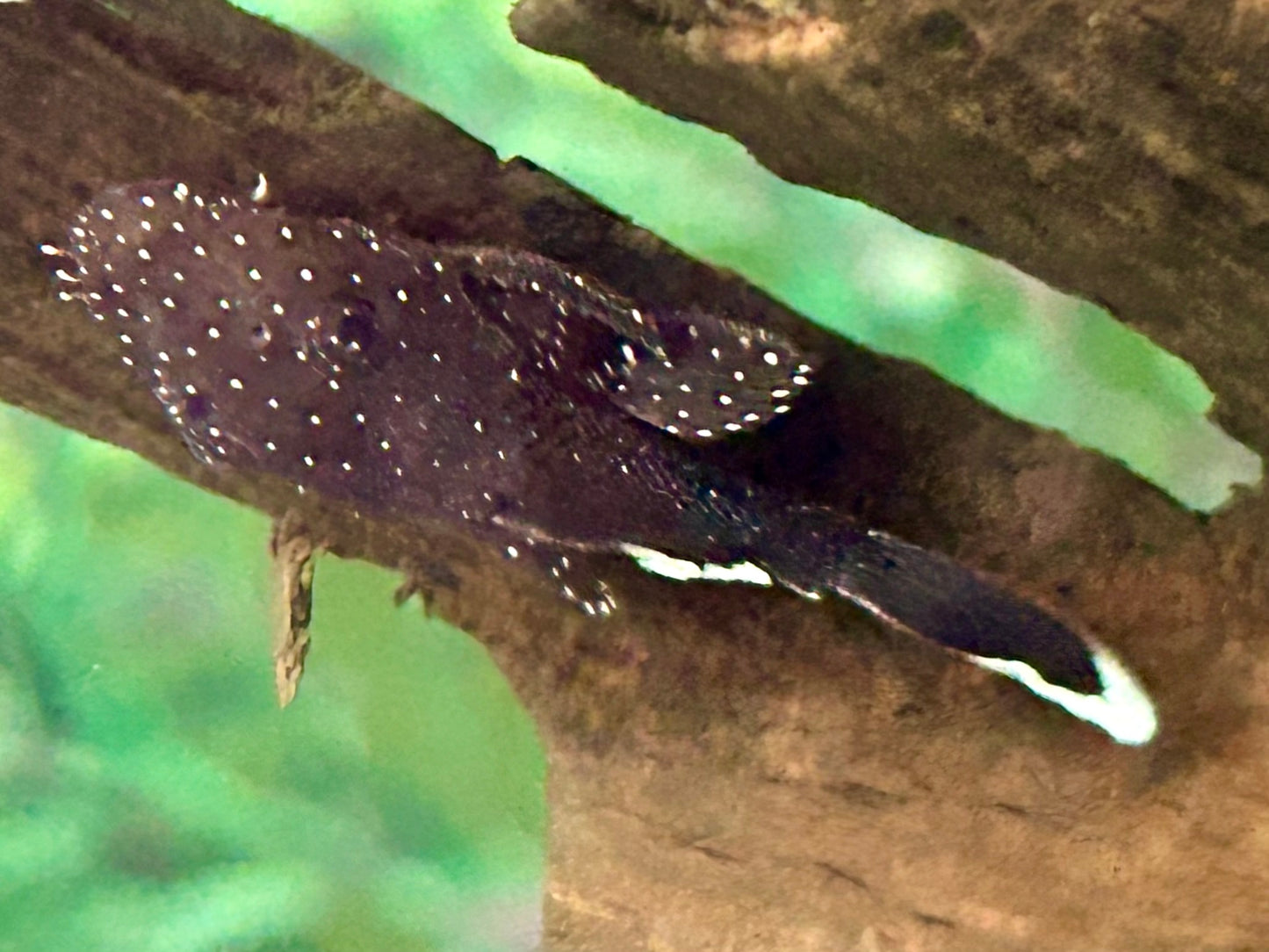 L181 Tüpfelantennenwels Ancistrus sp.