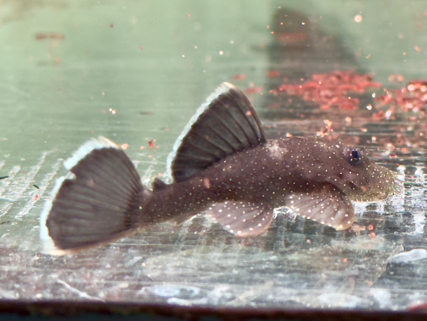 L183 Weißsaum Antennenwels Ancistrus dolichopterus 5-6cm