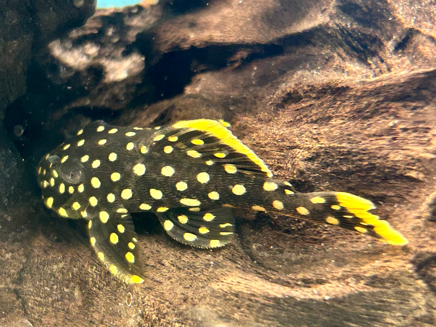 L18 Orangesaum Prachtharnischwels Baryancistrus xanthellus