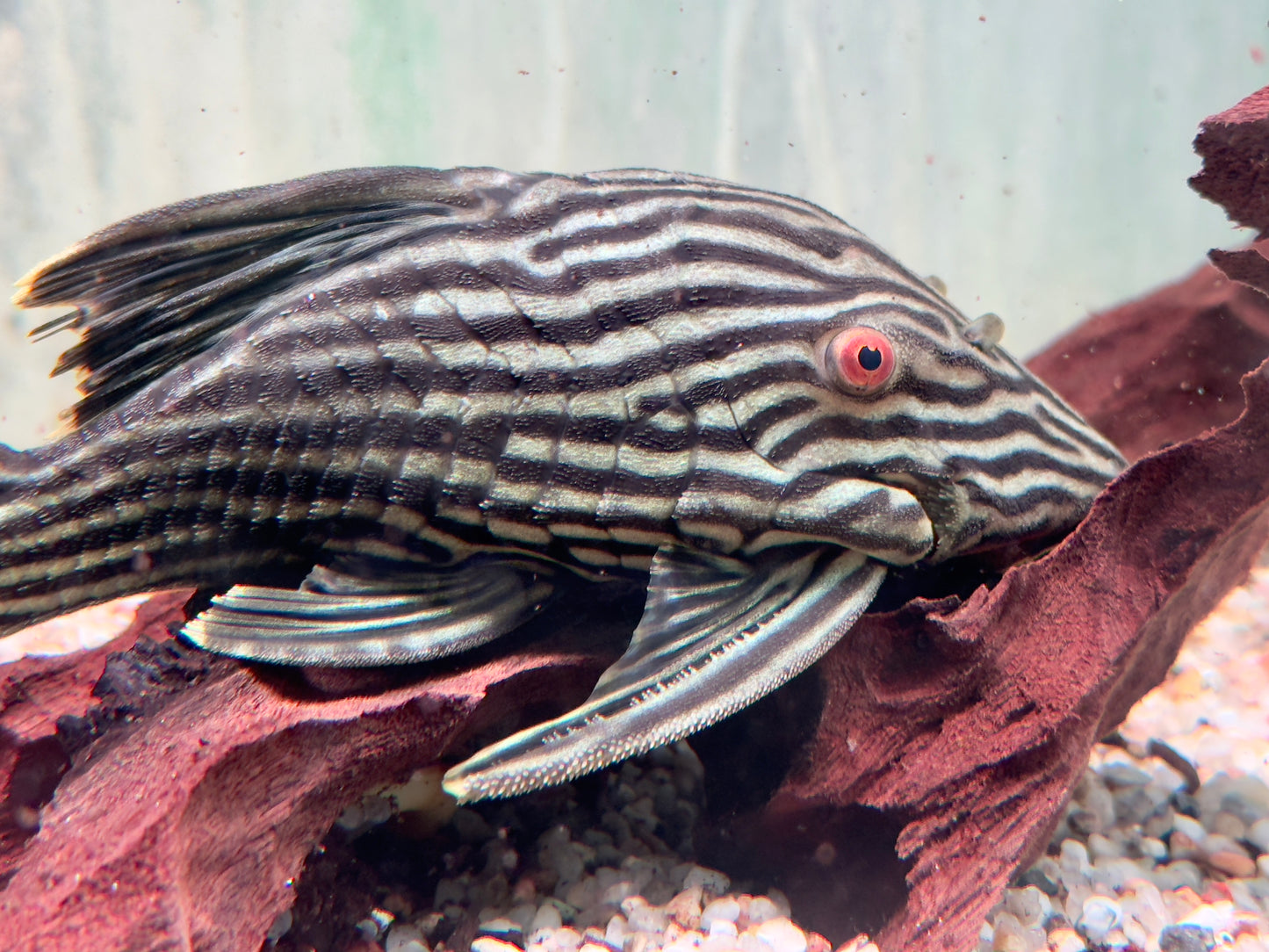 L190 Schwarzlinien Harnischwels Royal Pleco Panaque nigrolineatus 14-17 cm