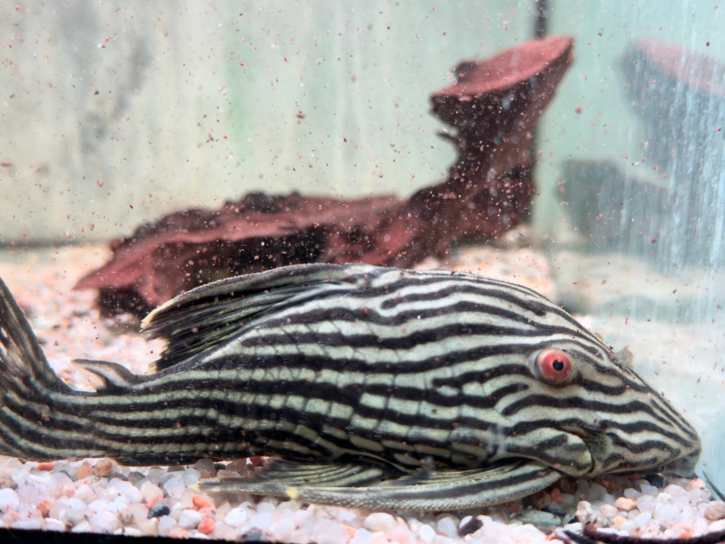 L190 Schwarzlinien Harnischwels Royal Pleco Panaque nigrolineatus 14-17 cm