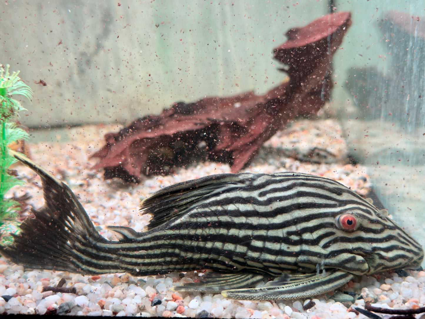 L190 Schwarzlinien Harnischwels Royal Pleco Panaque nigrolineatus 14-17 cm