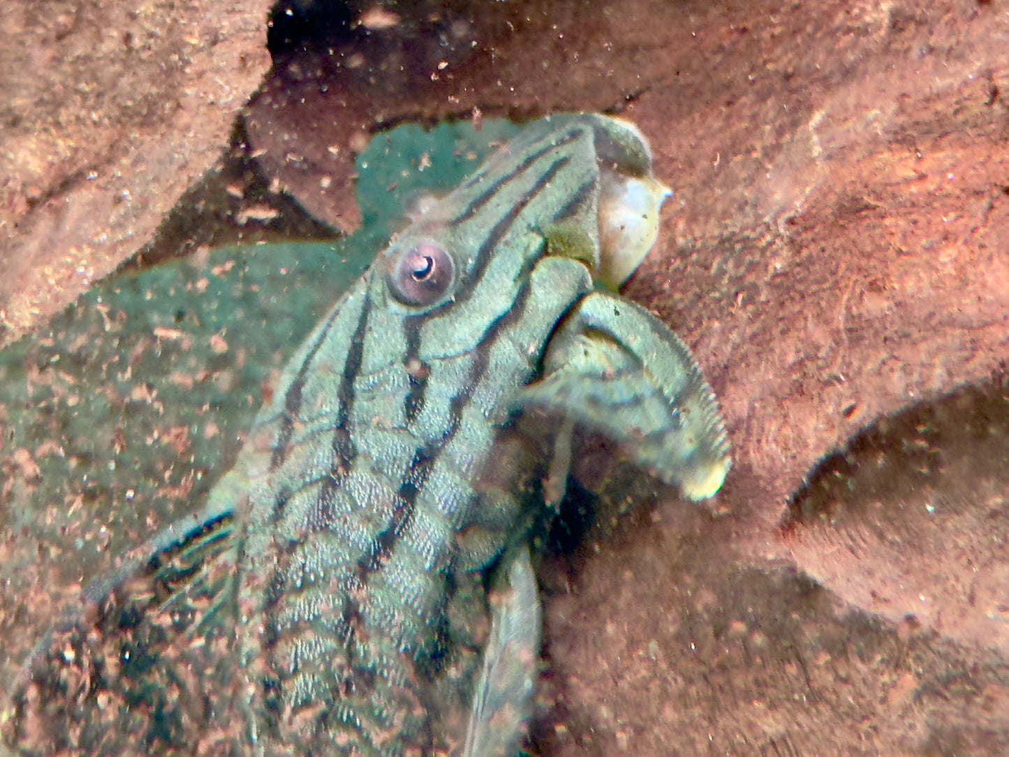 L191 Grüner Panaque Panaque sp. 10-12 cm