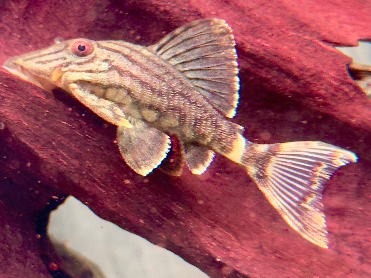 L191 Grüner Panaque Panaque sp.