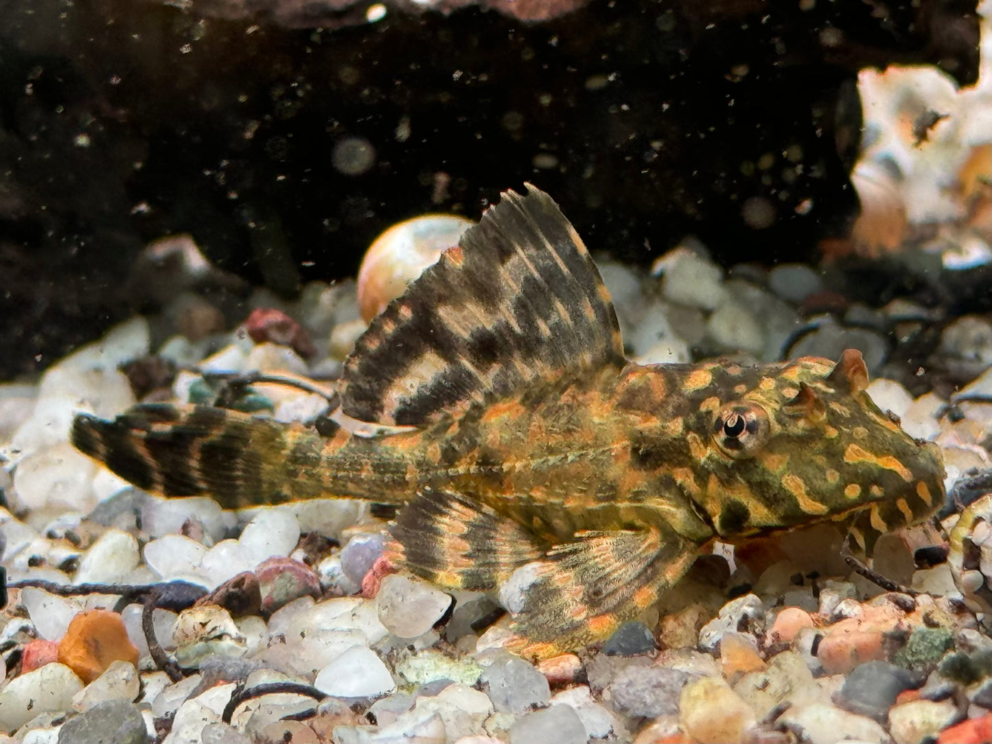 L1 Goldflecken Segelschilderwels Pterygoplichthys joselimaianus 5,5-6,3 cm