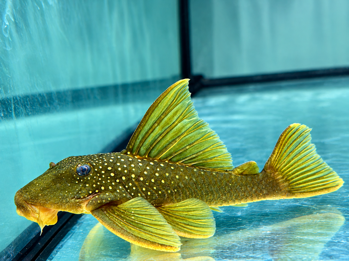 L200 Gelber Phantomwels Hemiancistrus subviridis 8-11 cm
