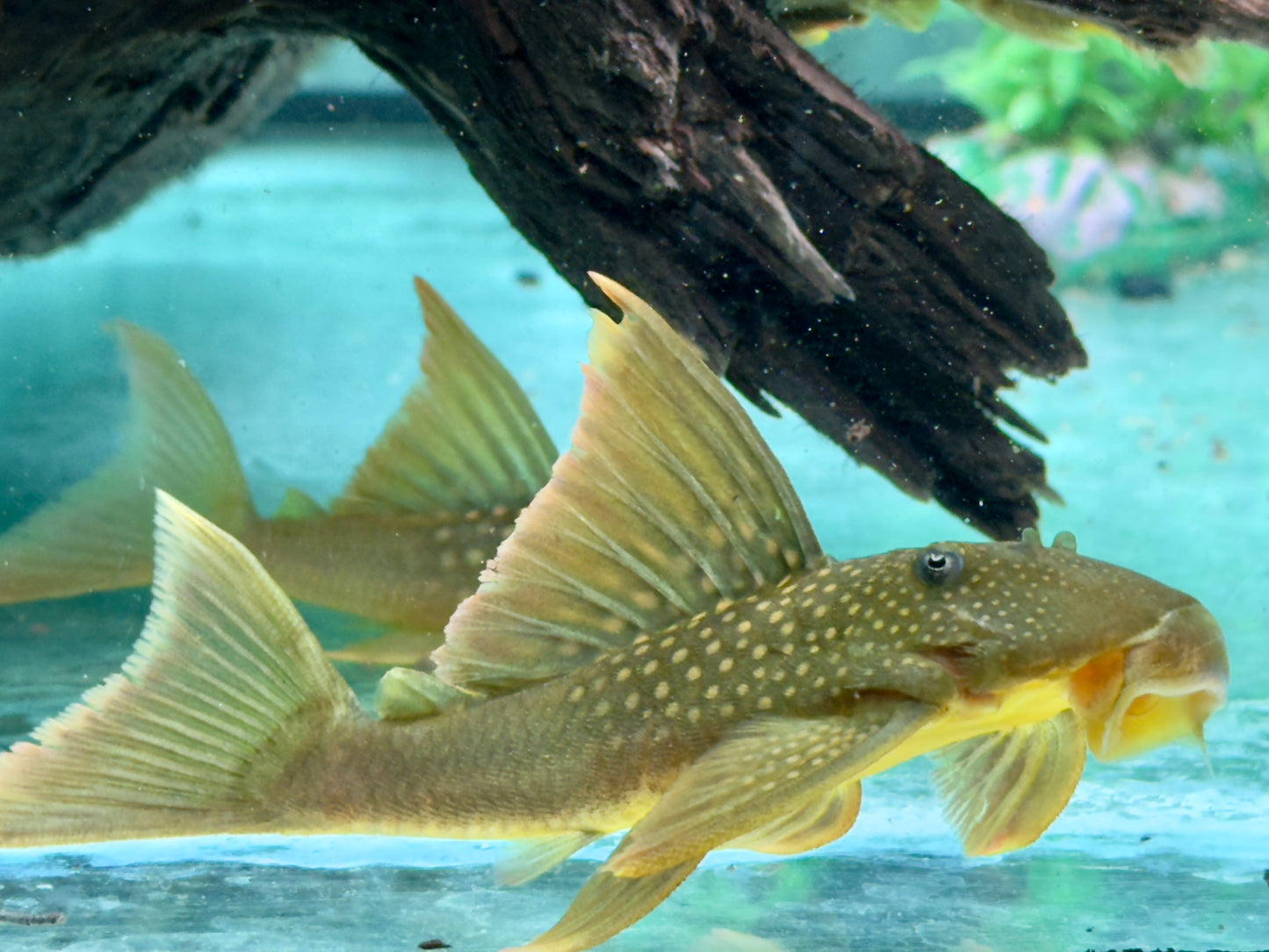 L200a Gelber Phantomwels High fin Baryancistrus demantoides 8-10cm