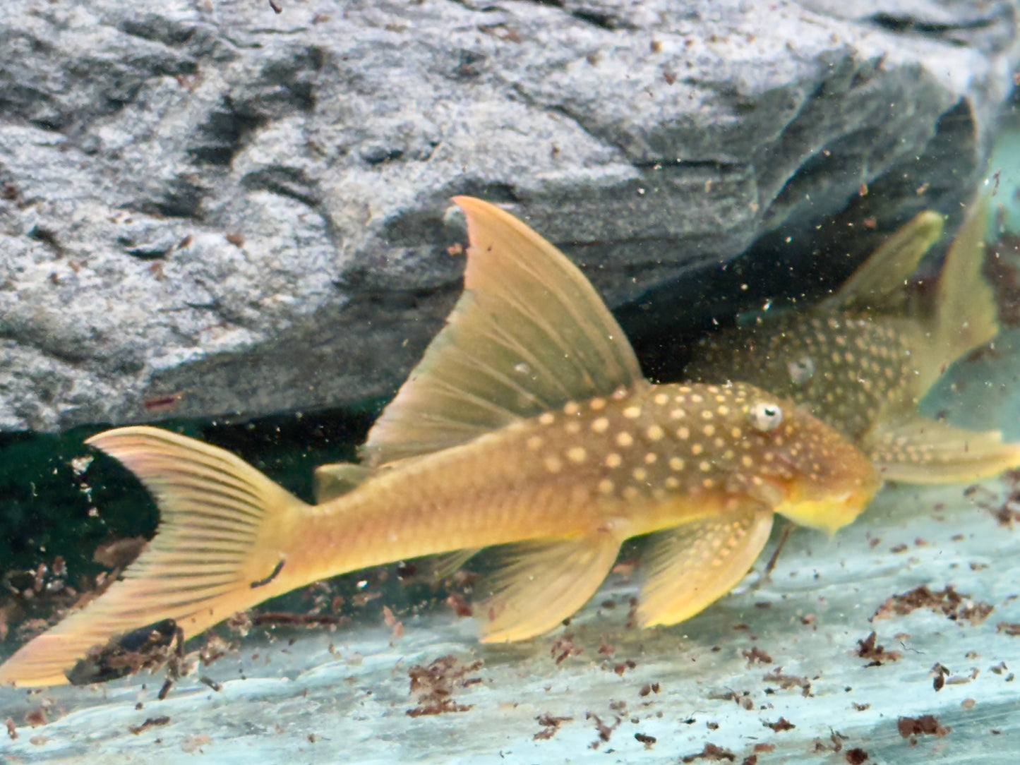 L200a Gelber Phantomwels High fin Baryancistrus demantoides 8-10cm