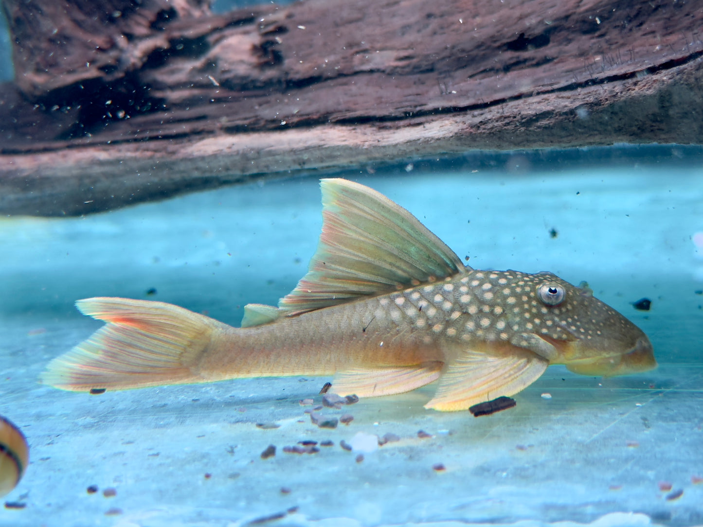 L200a Gelber Phantomwels High fin Baryancistrus demantoides 8-10cm