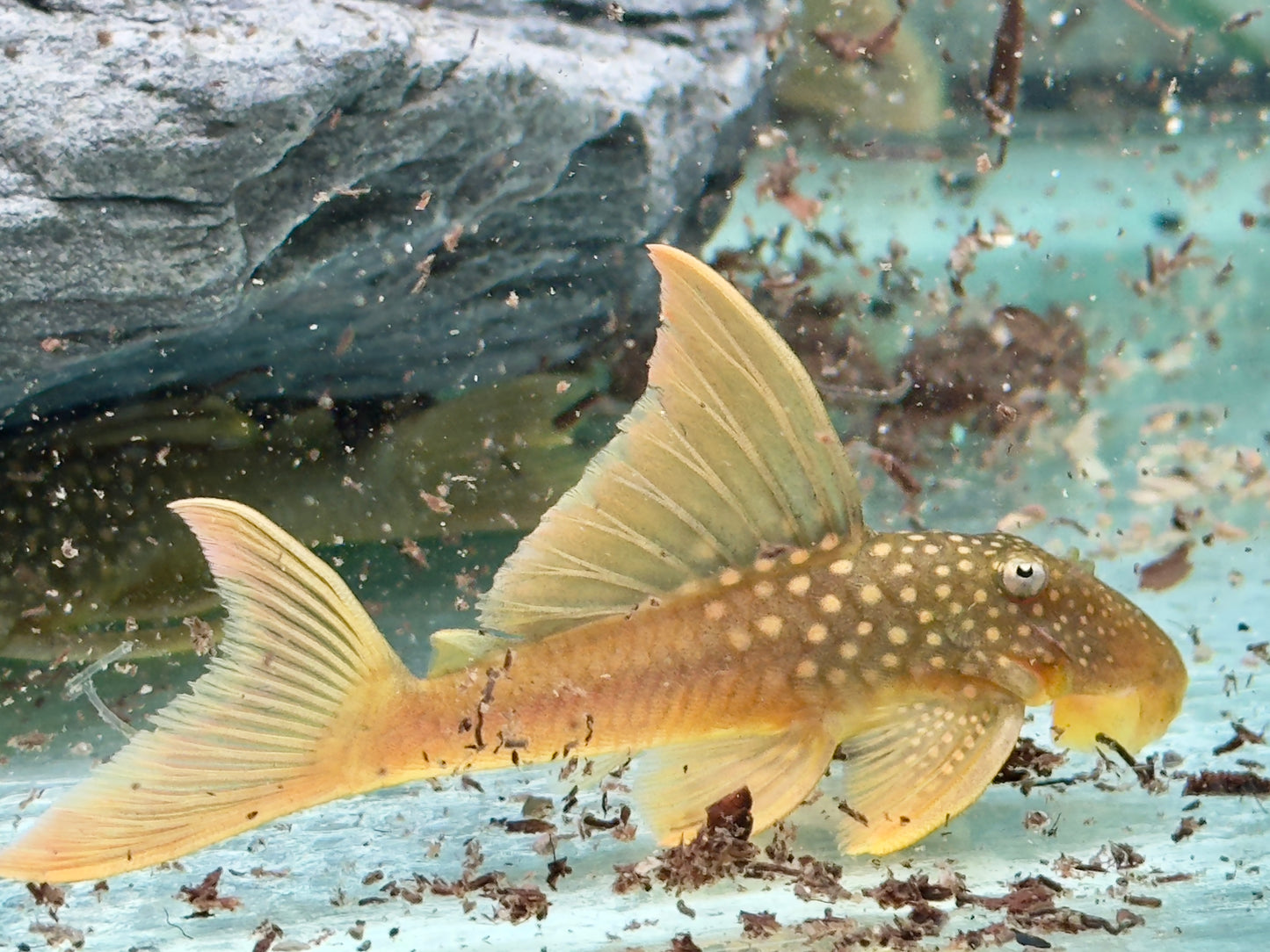 L200a Gelber Phantomwels High fin Baryancistrus demantoides 8-10cm