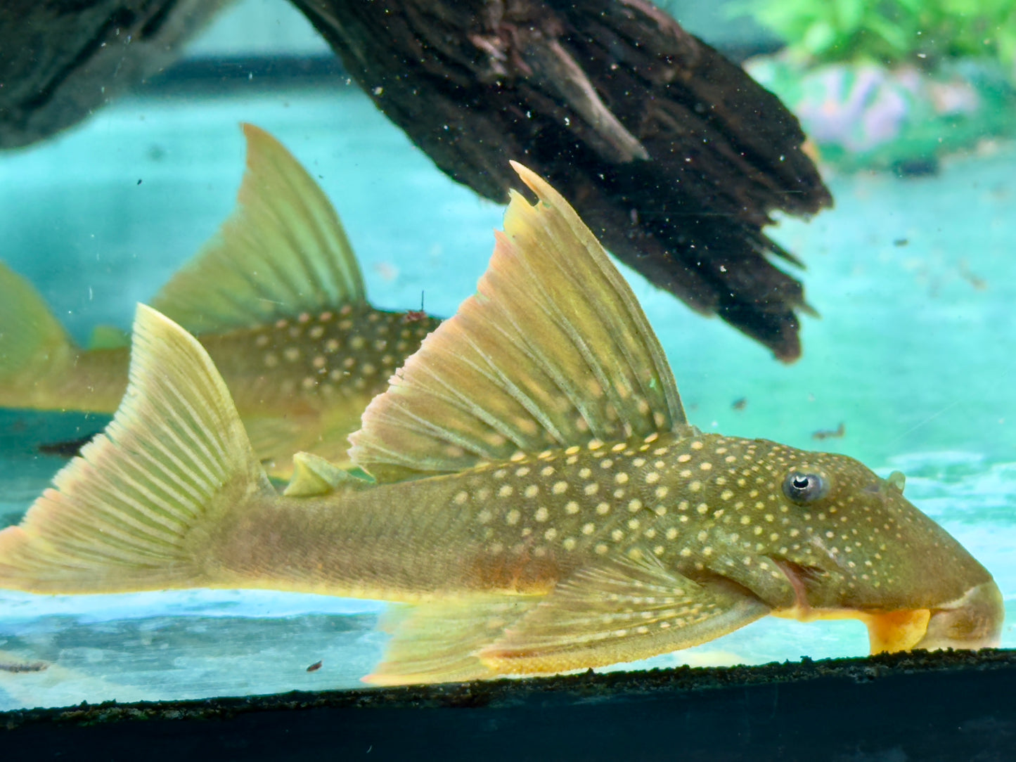L200a Gelber Phantomwels High fin Baryancistrus demantoides 8-10cm