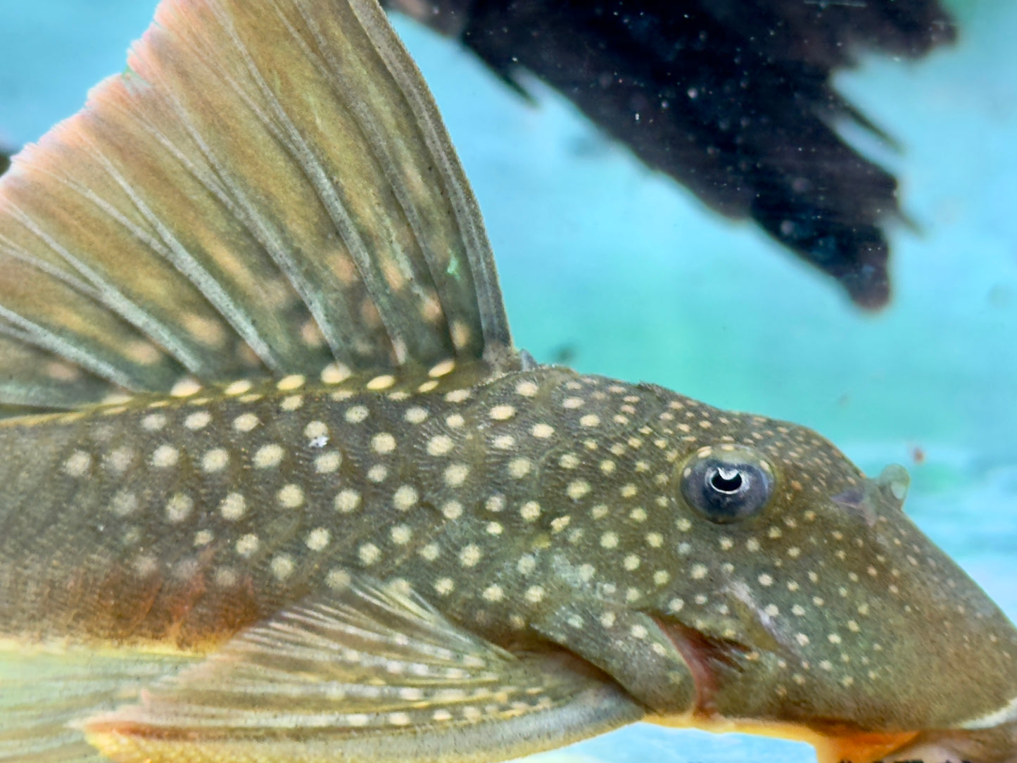 L200a Gelber Phantomwels High fin Baryancistrus demantoides 8-10cm