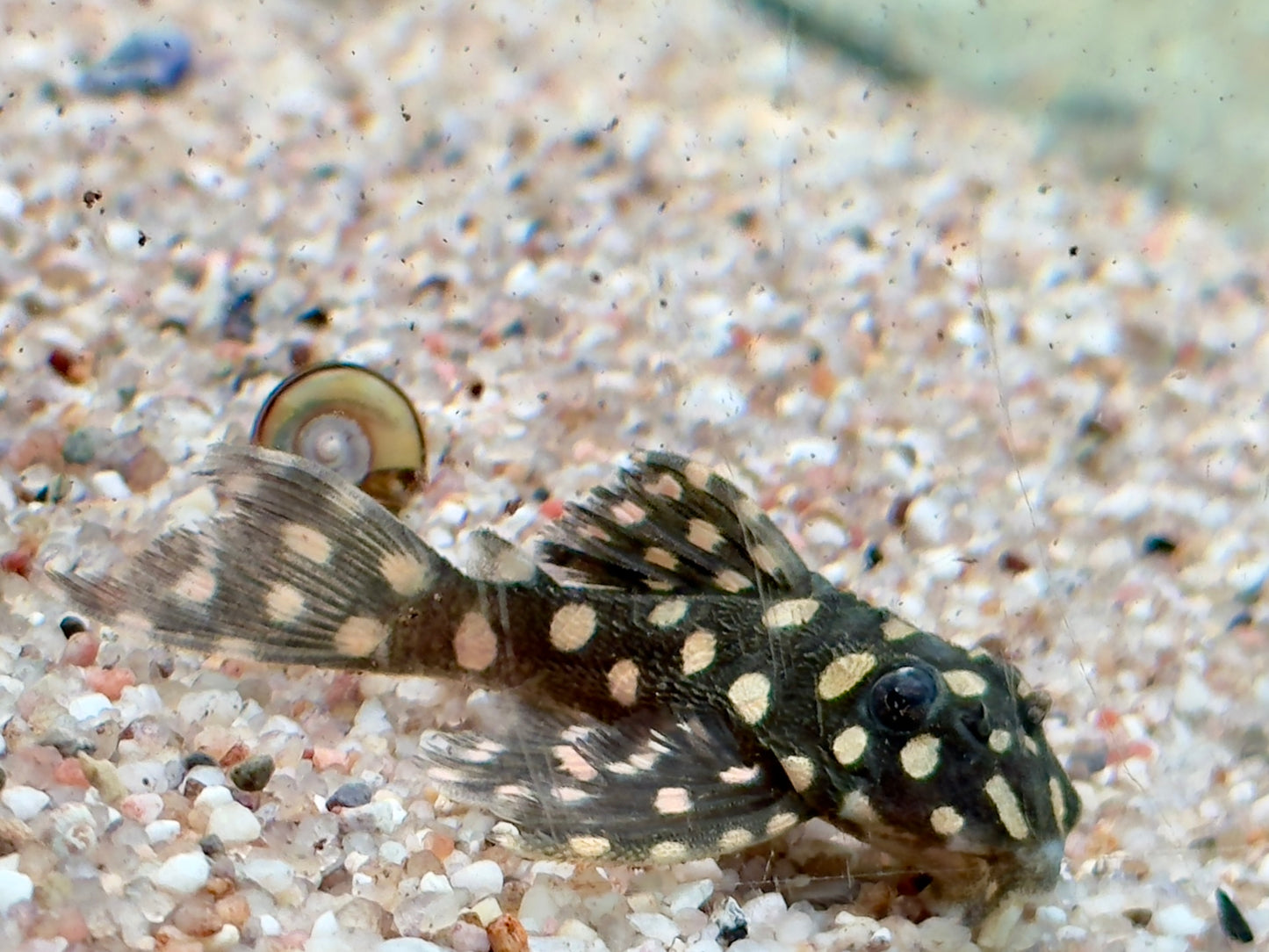 L201 BIG SPOT Orinoco Engelsharnischwels Hypancistrus contradens L201a