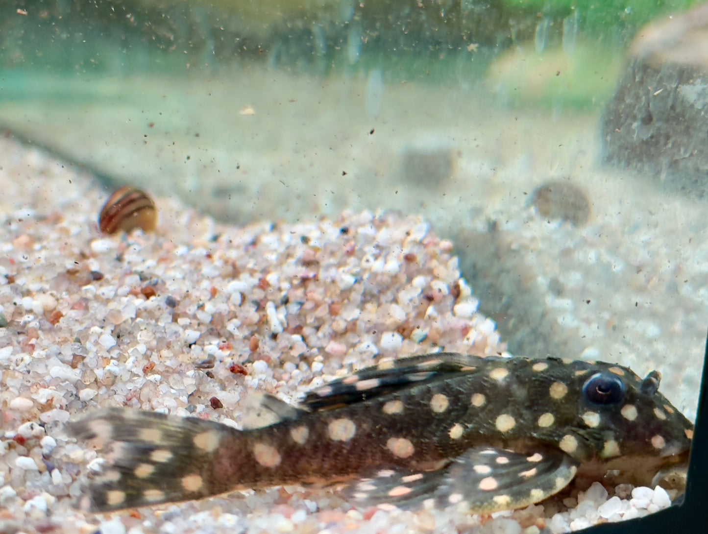 L201 BIG SPOT Orinoco Engelsharnischwels Hypancistrus contradens L201a