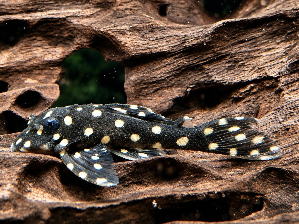 L201 BIG SPOT Orinoco Engelsharnischwels Hypancistrus contradens L201a