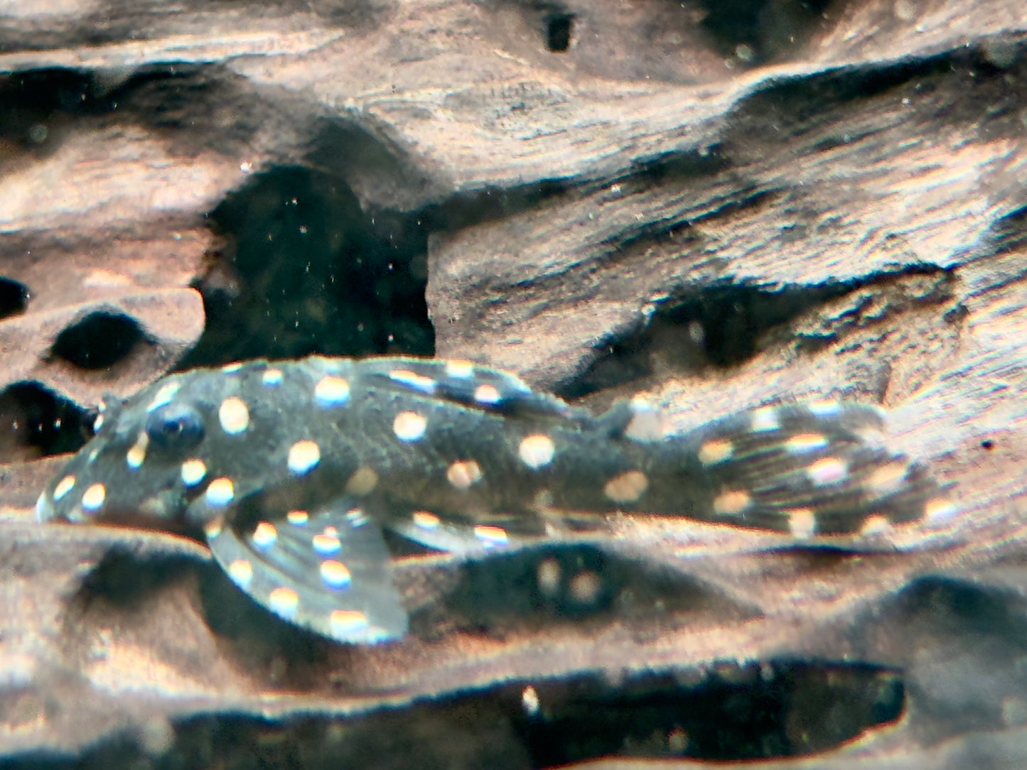 L201 BIG SPOT Orinoco Engelsharnischwels Hypancistrus contradens L201a