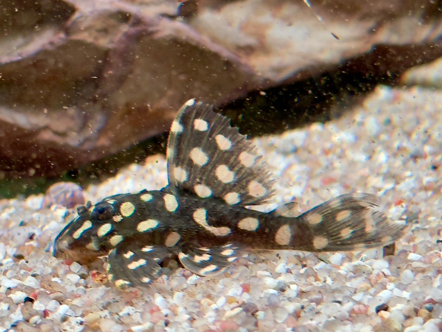 L201 BIG SPOT Orinoco Engelsharnischwels Hypancistrus contradens L201a