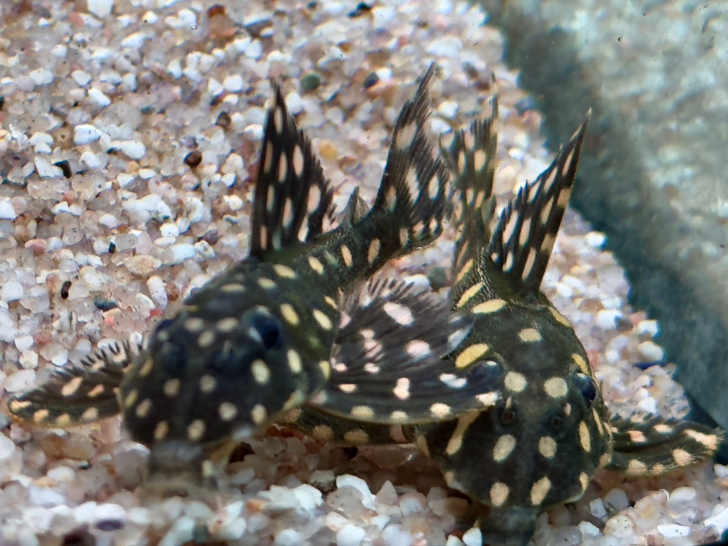 L201 BIG SPOT Orinoco Engelsharnischwels Hypancistrus contradens L201a