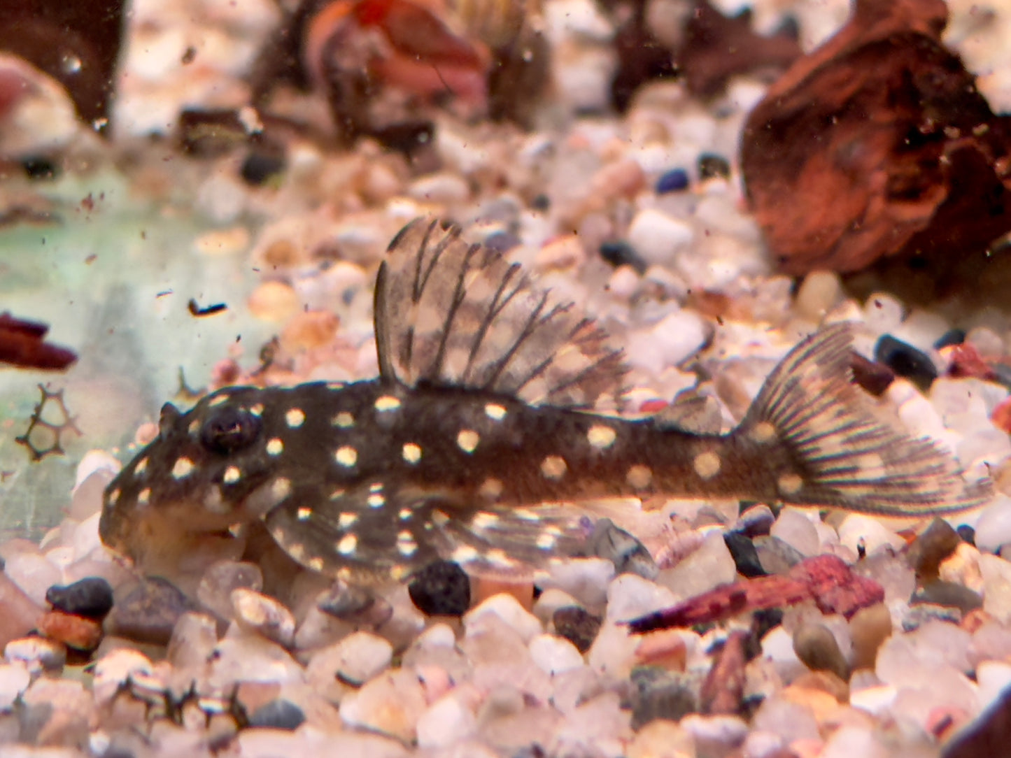 L201 Orinoco Engelsharnischwels Hypancistrus