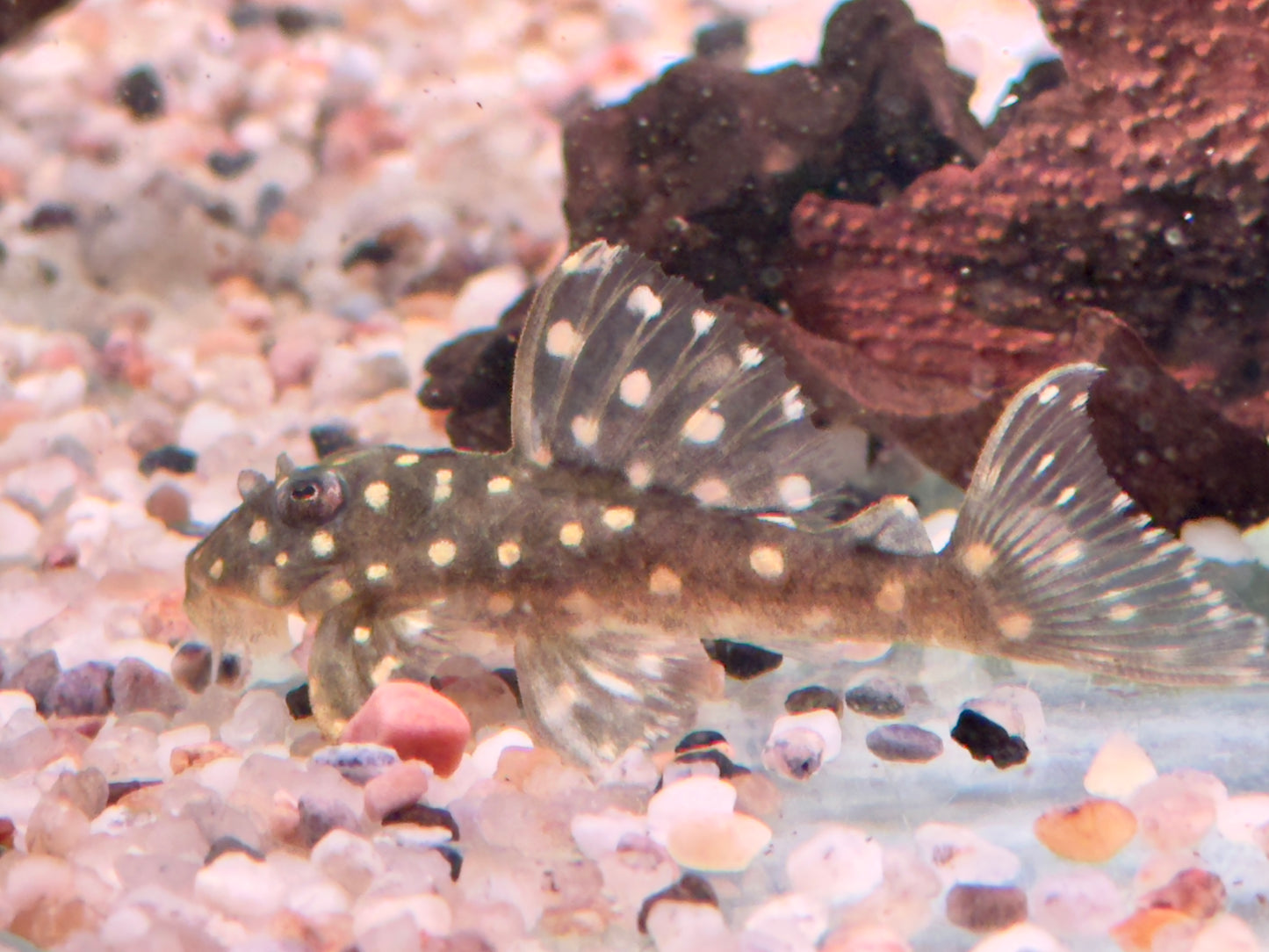 L201 Orinoco Engelsharnischwels Hypancistrus