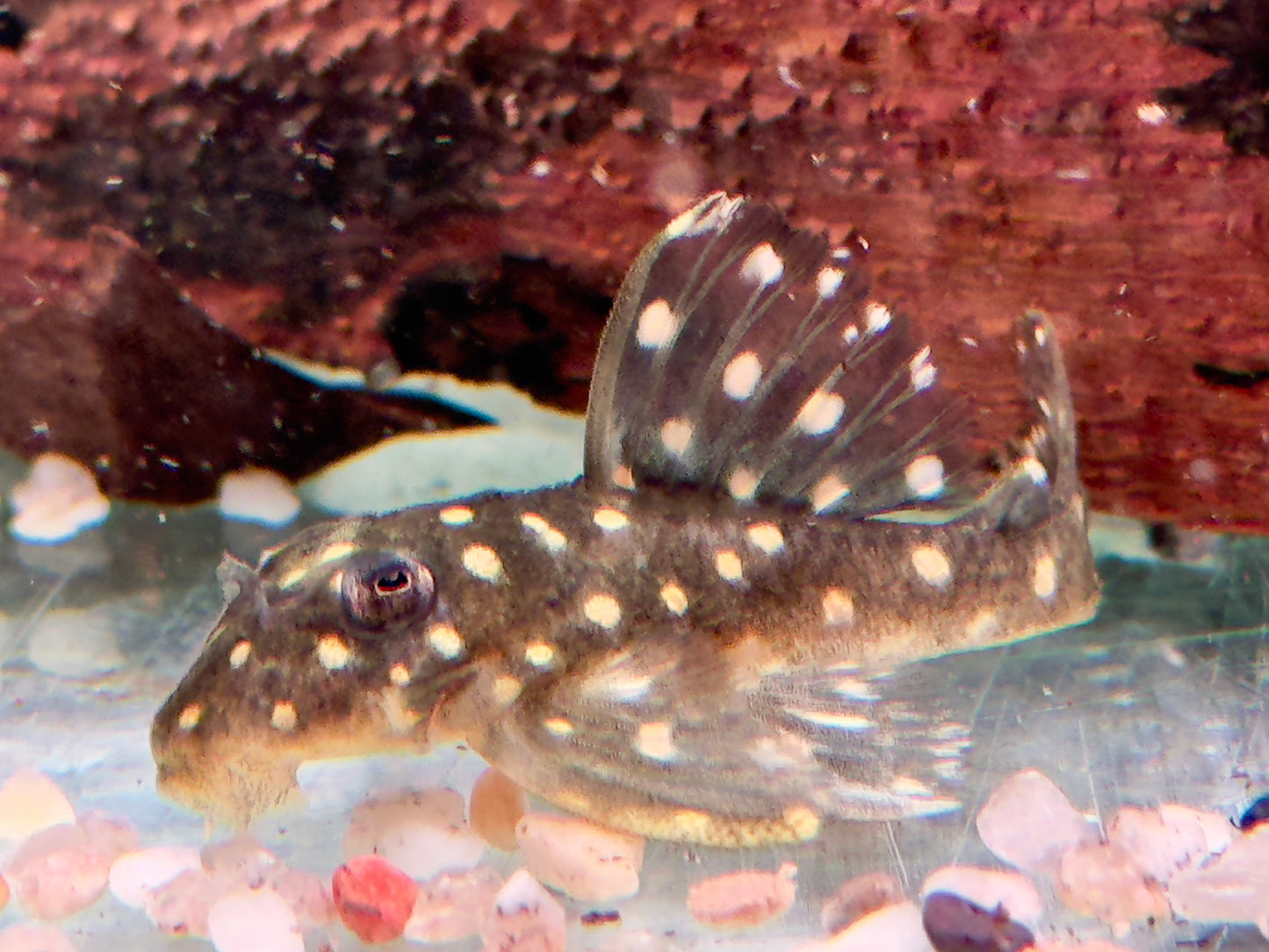 L201 Orinoco Engelsharnischwels Hypancistrus