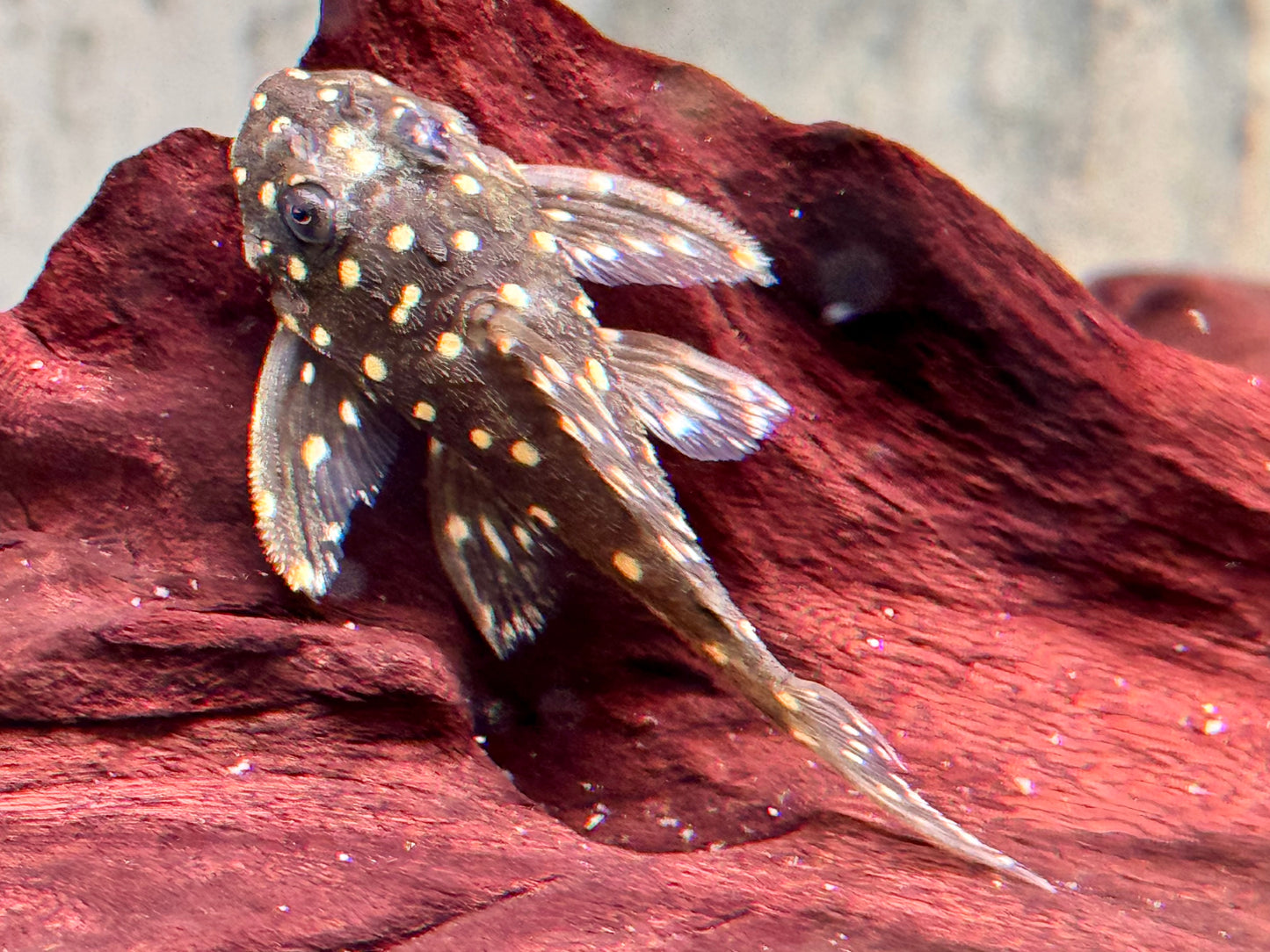 L201 Orinoco Engelsharnischwels Hypancistrus