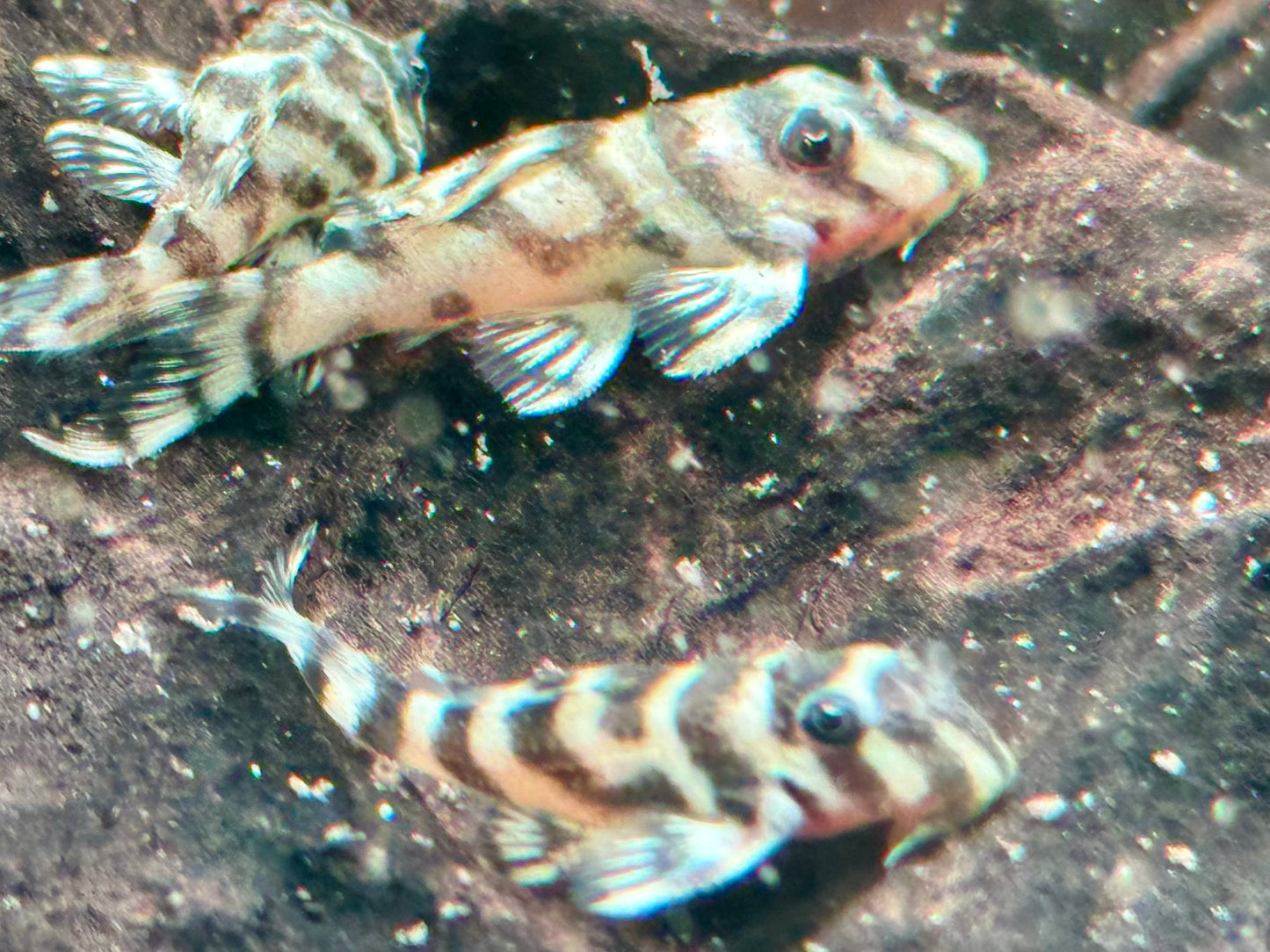 L236 Hypancistrus NZ