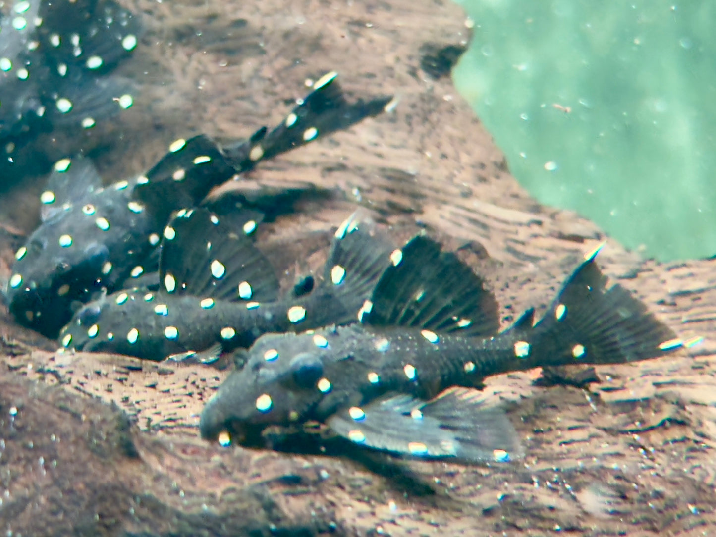 L240 Segelflossen Rüsselzahnwels Leporacanthicus ca. 4-5 cm
