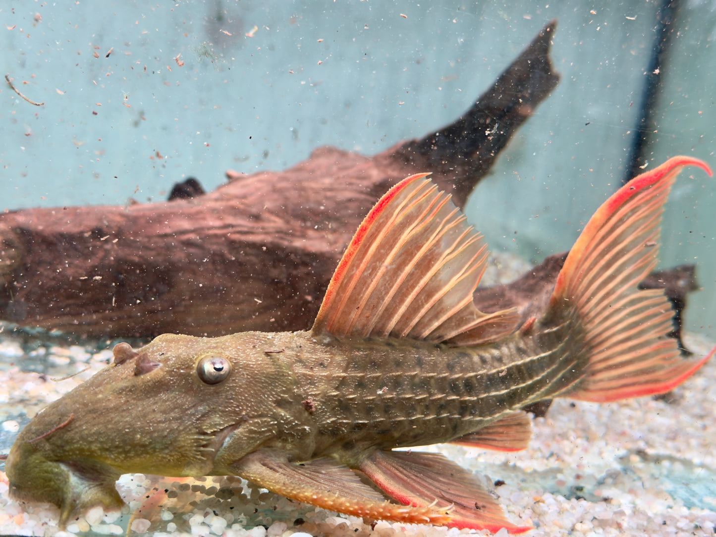 L24 Rotflossen Kaktuswels Pseudacanthicus pitanga XL 23-25cm