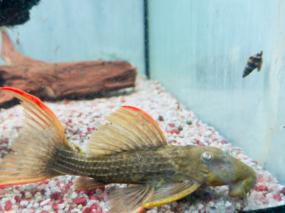 L24 Rotflossen Kaktuswels Pseudacanthicus pitanga 16-18 cm