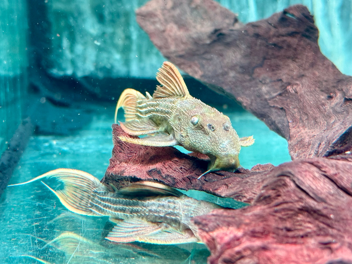 L24 Rotflossen Kaktuswels Pseudacanthicus pitanga 9-11 cm