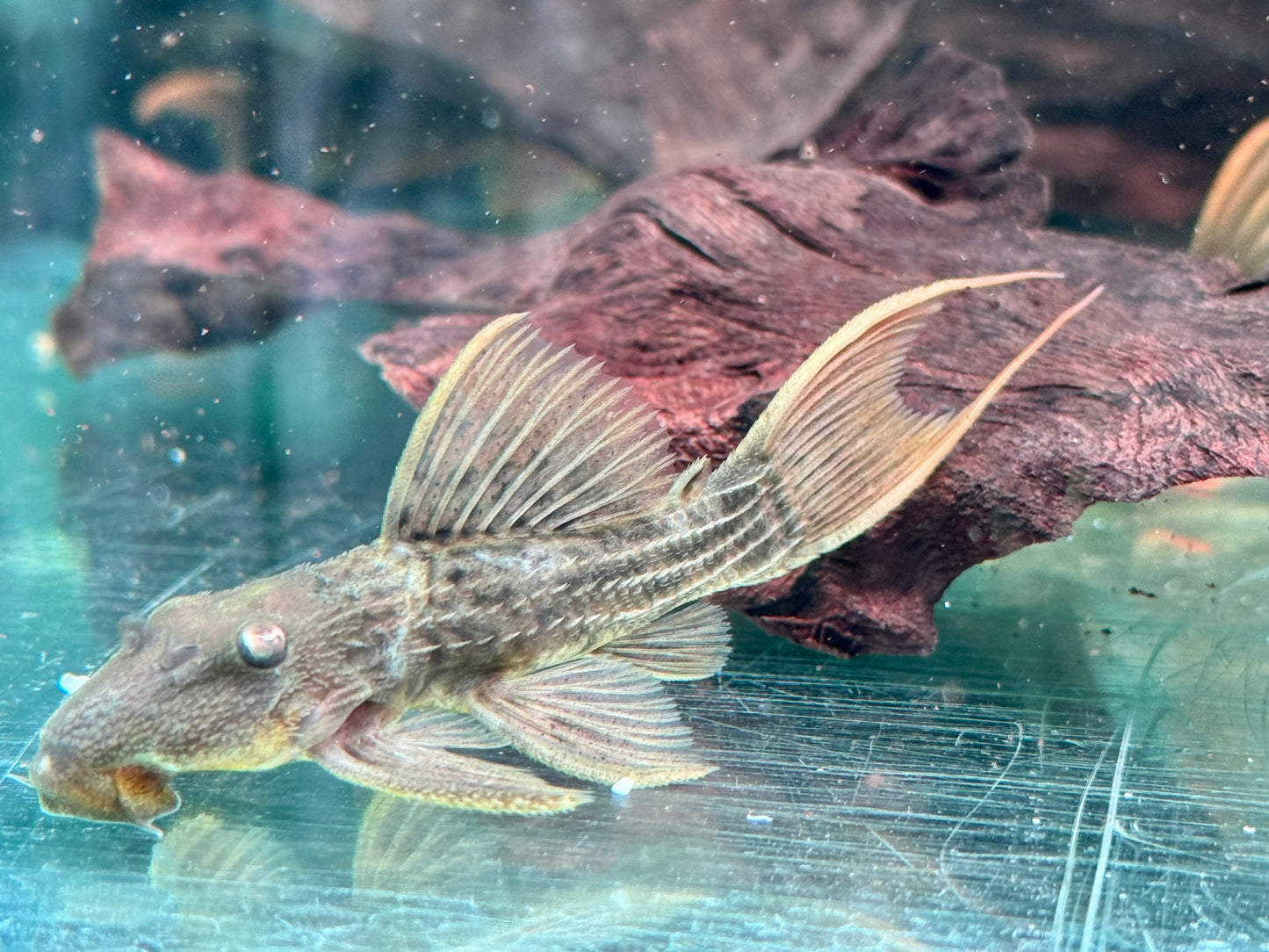 L24 Rotflossen Kaktuswels Pseudacanthicus pitanga 9-11 cm