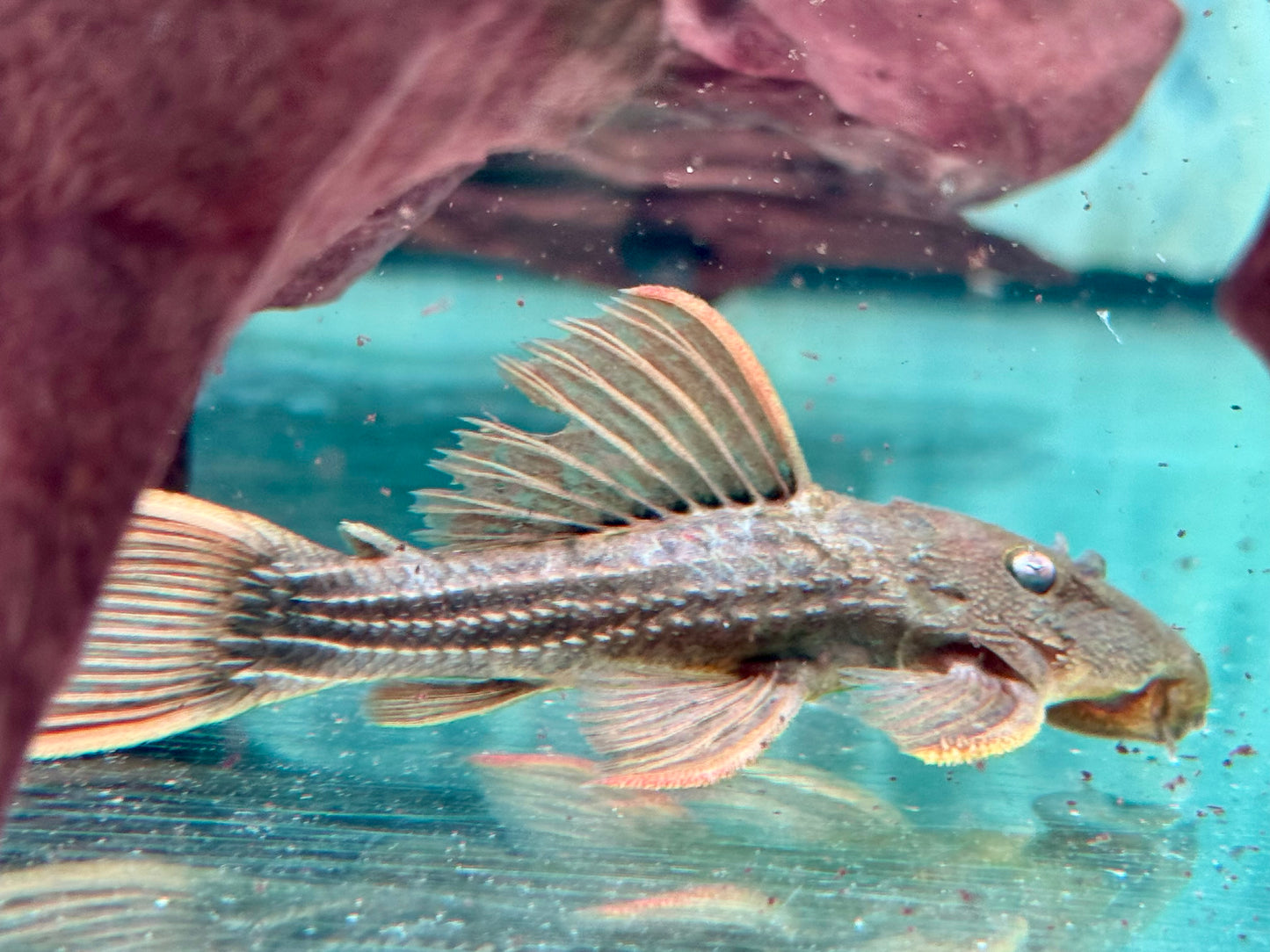 L24 Rotflossen Kaktuswels Pseudacanthicus pitanga 9-11 cm