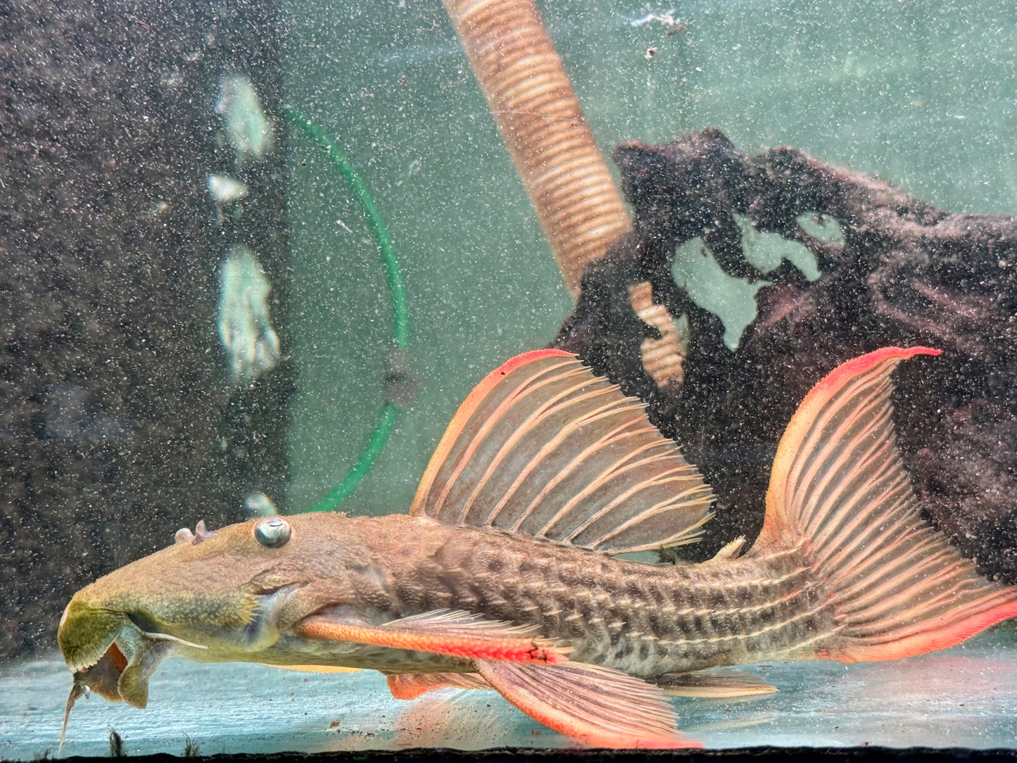 L24 Rotflossen Kaktuswels Pseudacanthicus pitanga XL 23-25cm