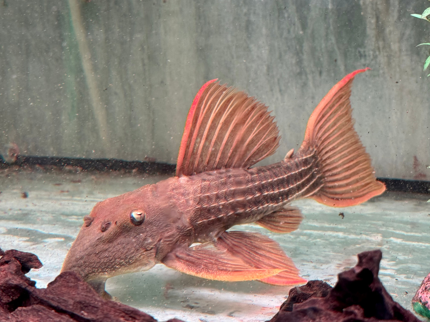 L24 Rotflossen Kaktuswels Pseudacanthicus pitanga XL 23-25cm