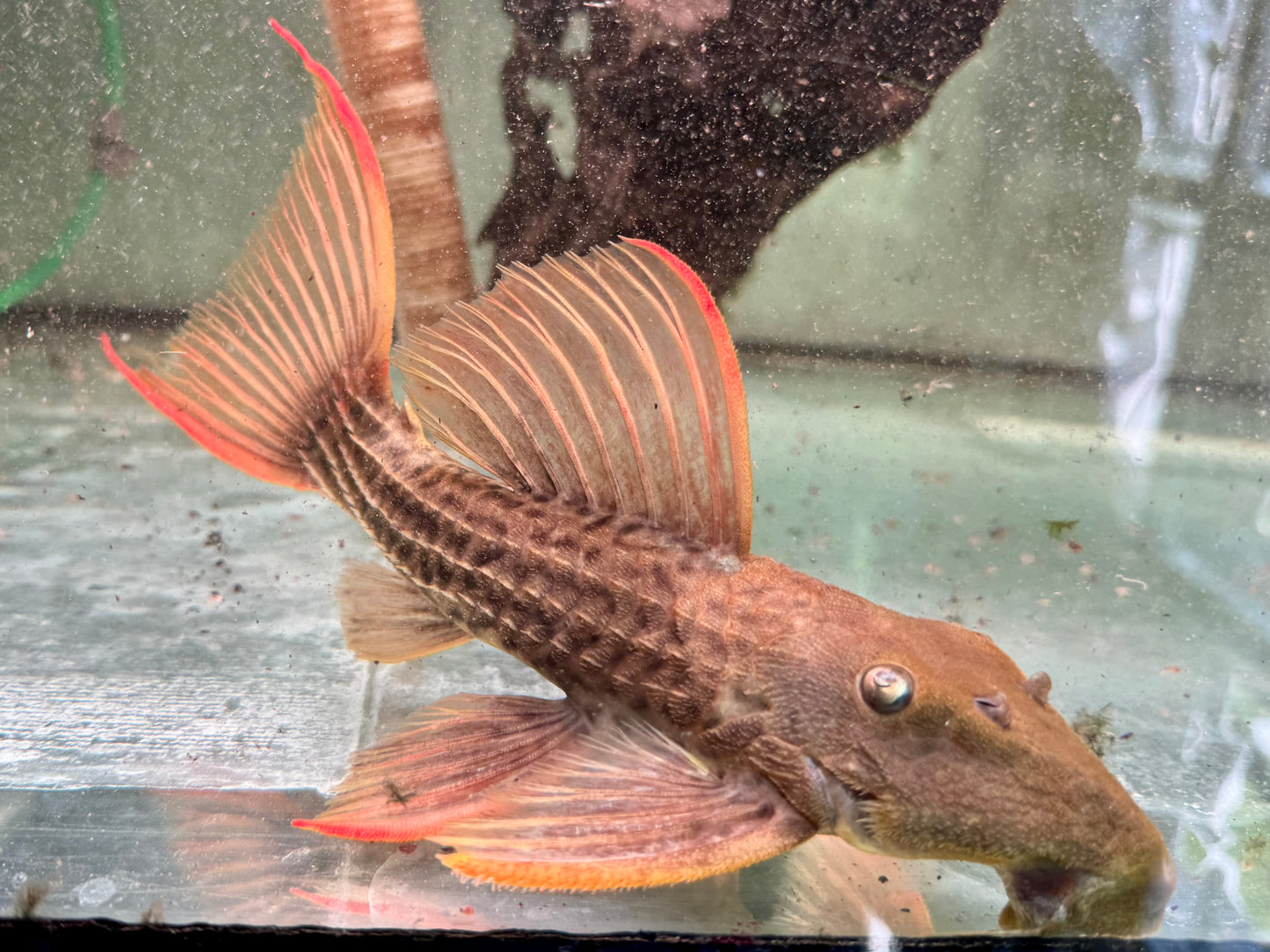 L24 Rotflossen Kaktuswels Pseudacanthicus pitanga XL 23-25cm