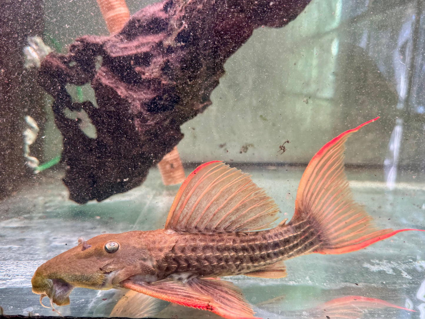 L24 Rotflossen Kaktuswels Pseudacanthicus pitanga XL 23-25cm