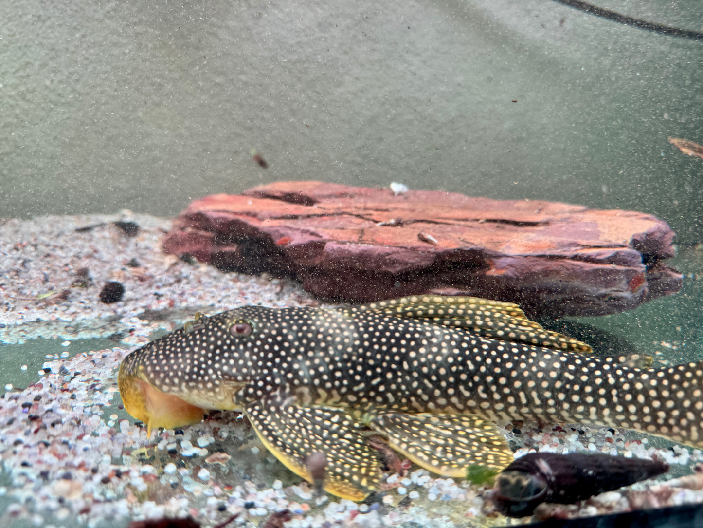 L253 Scobinancistrus sp. 22-24 cm