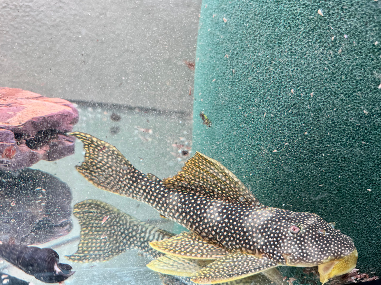 L253 Scobinancistrus sp. 22-24 cm