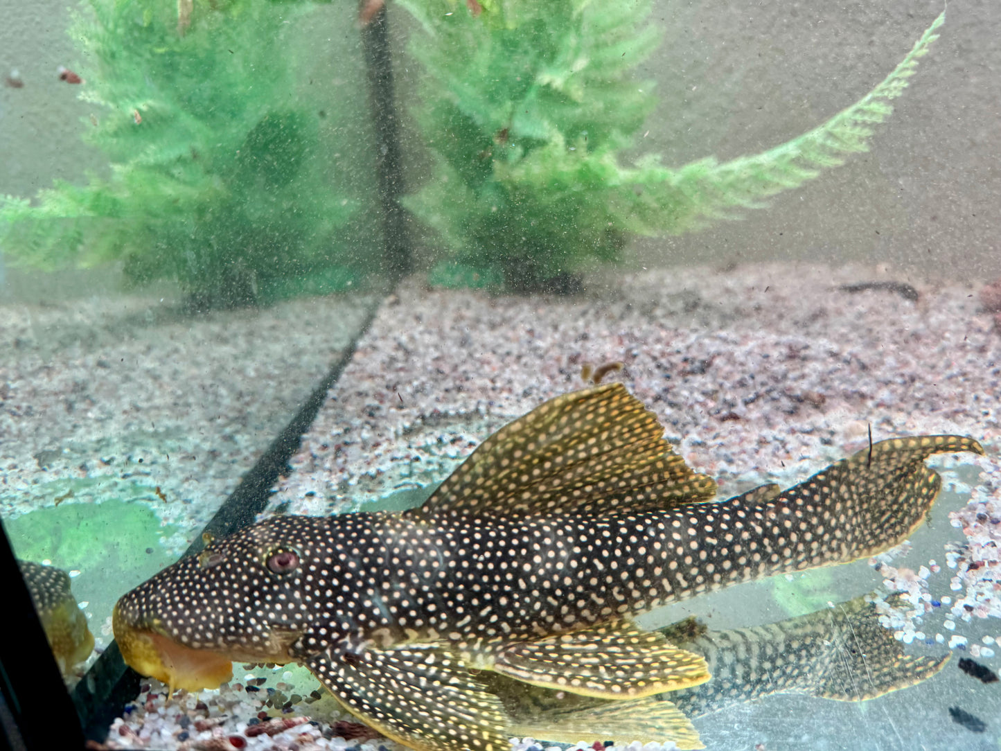 L253 Scobinancistrus sp. 22-24 cm