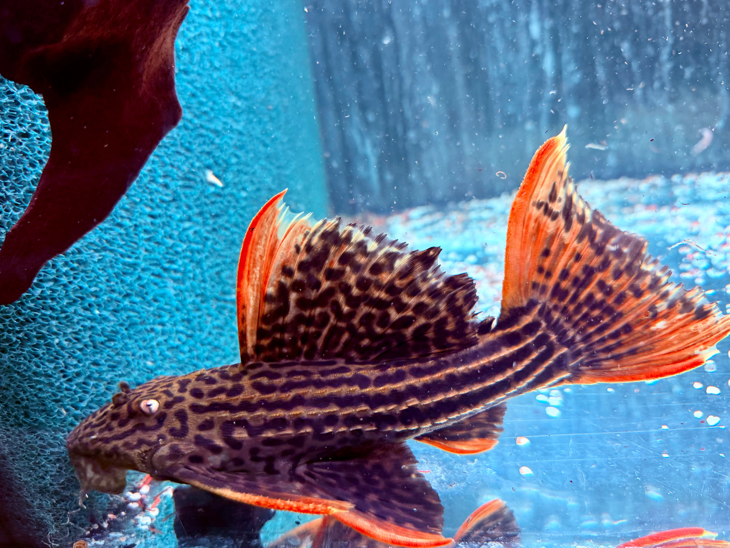 L25 7 Pointer Sao Felix Rotflossen Kaktuswels Pseudoacanthicus pirarara 23-25 cm