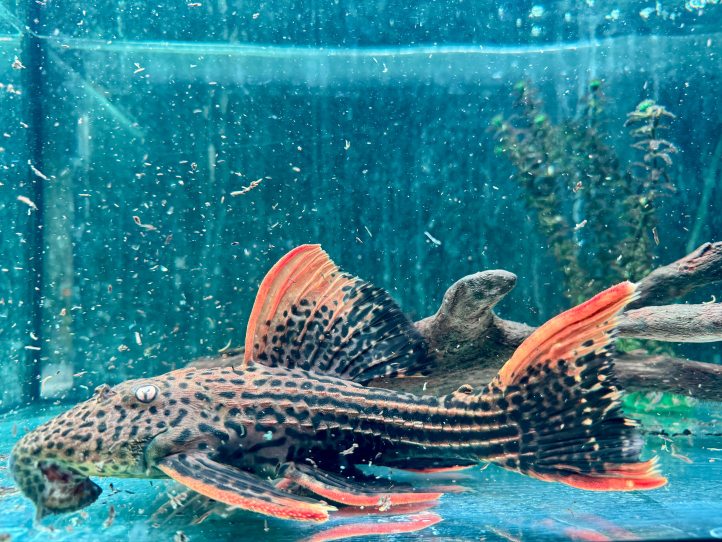 L25 7 Pointer Sao Felix Rotflossen Kaktuswels Pseudoacanthicus pirarara 25-28 cm