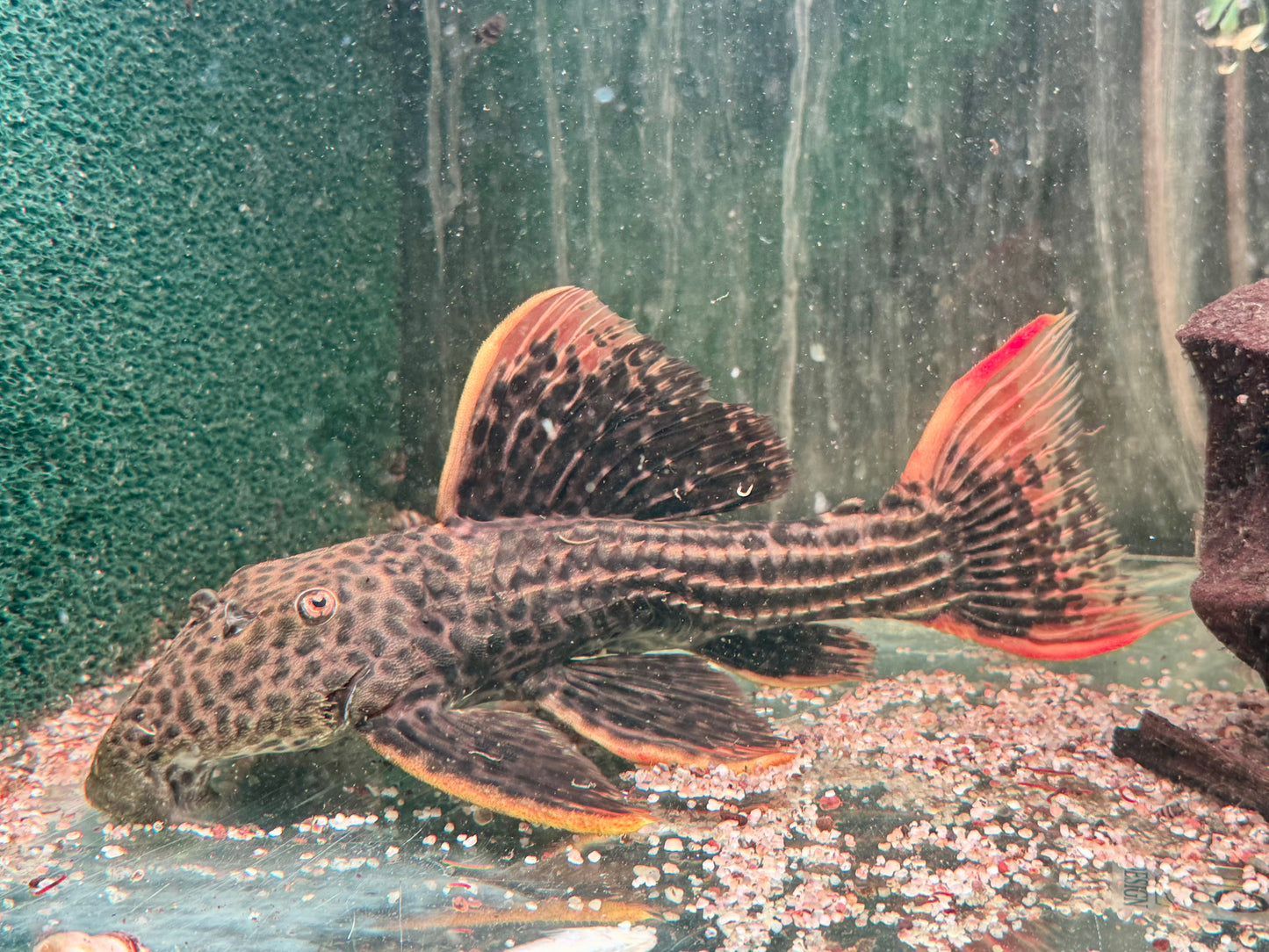L25 7 Pointer Sao Felix Rotflossen Kaktuswels Pseudoacanthicus pirarara 26-28 cm